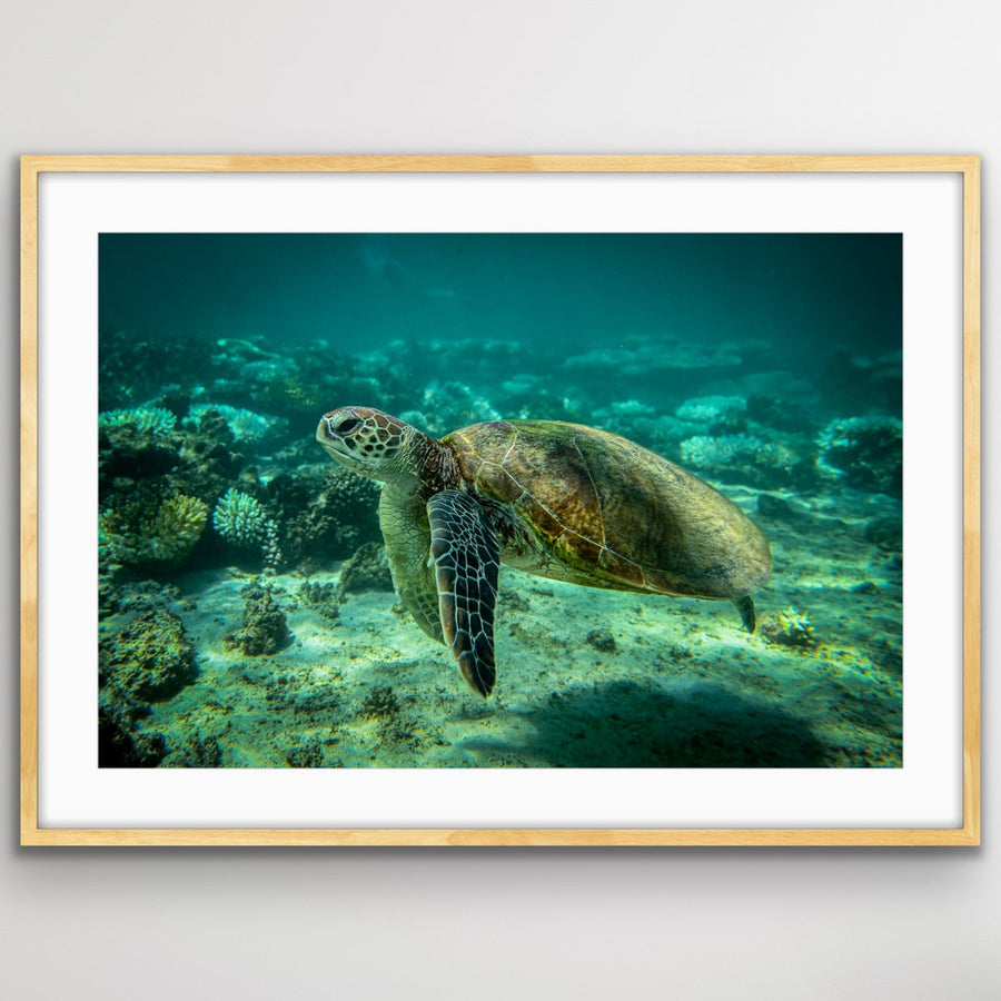 6616ab8ed8c3c268632d0a1d_turtle-oak_1747719889160.jpeg
