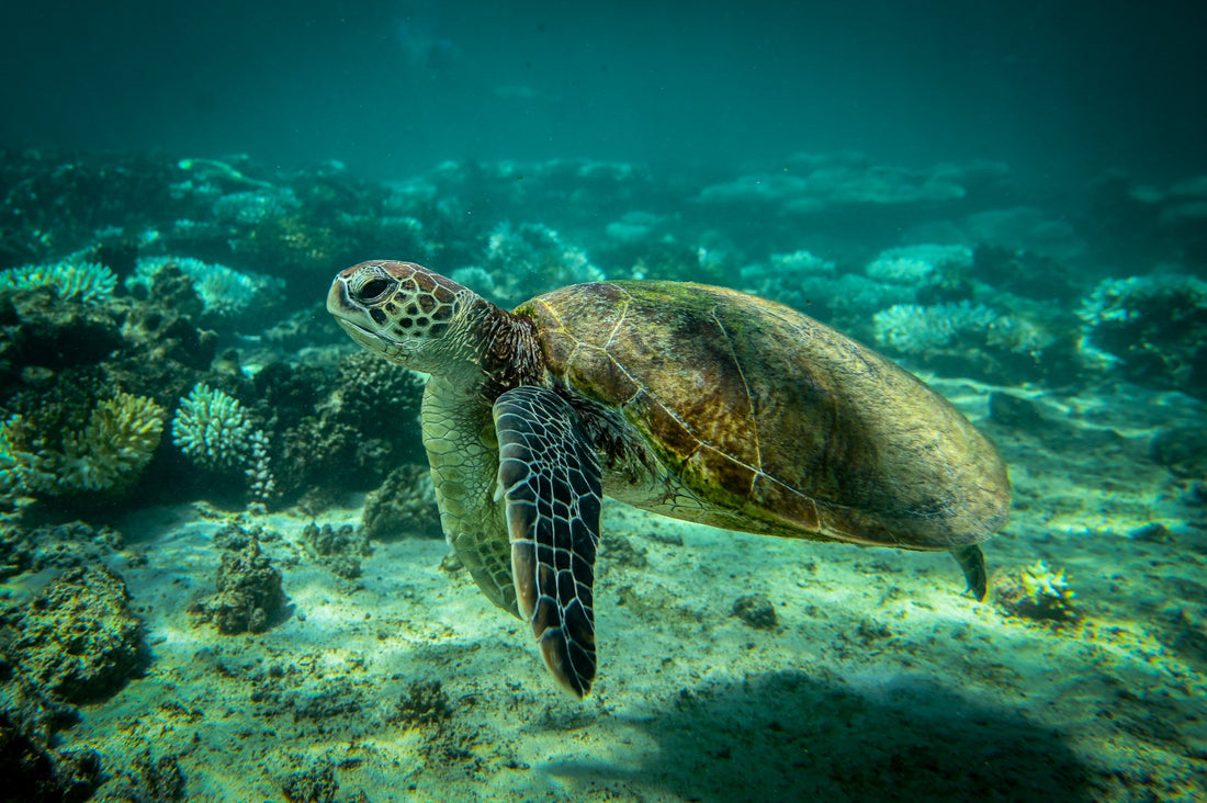 6616ab8ed8c3c268632d0a1d_turtle_1747719881017.jpg