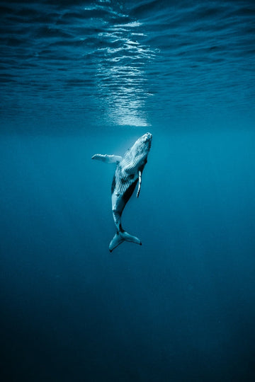 A Humpback Calf