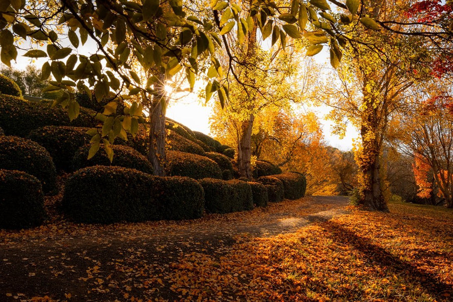 Adelaide Botanic Gardens