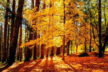 Mt Wilson with Autumns first light - 1