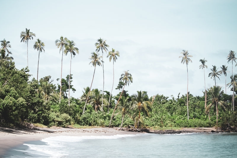 Secluded Samoa Palms - 1