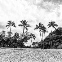 Waimea Palms - 1