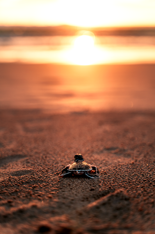 Baby Sea Turtle at Sunset 1