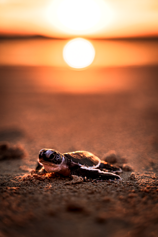 Baby Sea Turtle at Sunset 2