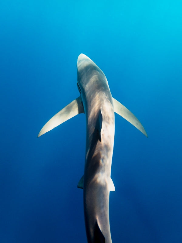 Blue Shark Bliss - 1