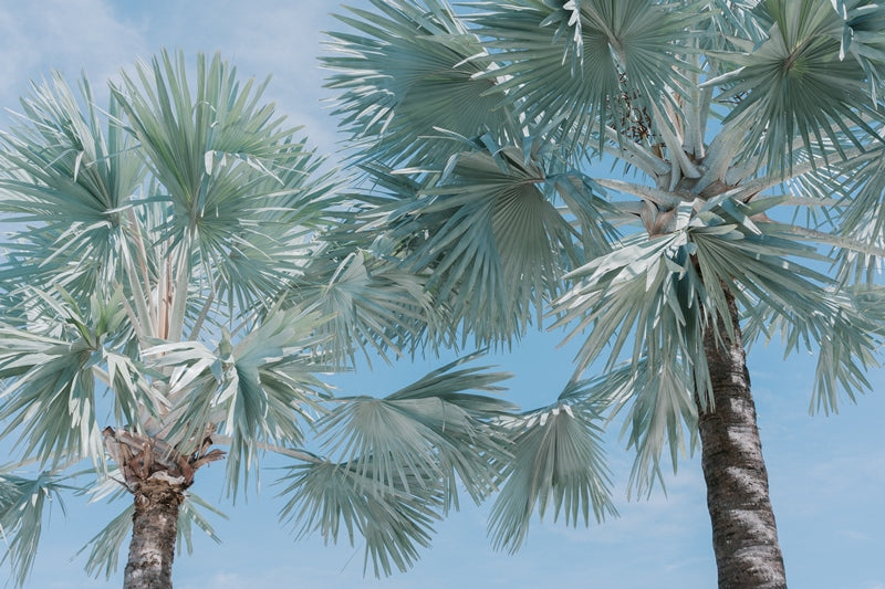 CAIRNS | ESPLANADE PALMS