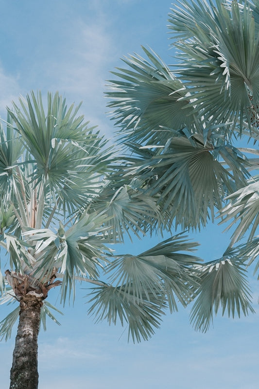 CAIRNS | ESPLANADE PALMS (PORTRAIT)