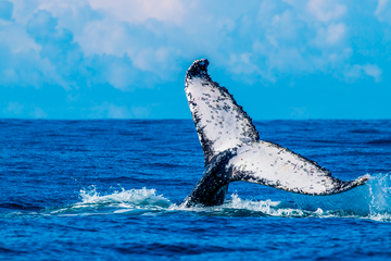 Fluke - Coffs Harbour NSW - 1