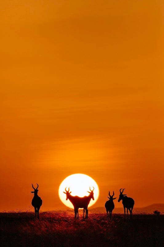 Hartebeest at sunrise - 1