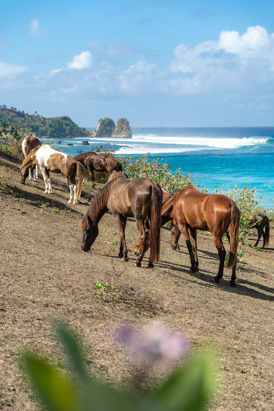 Hillside Grazing - NIHI Sumba