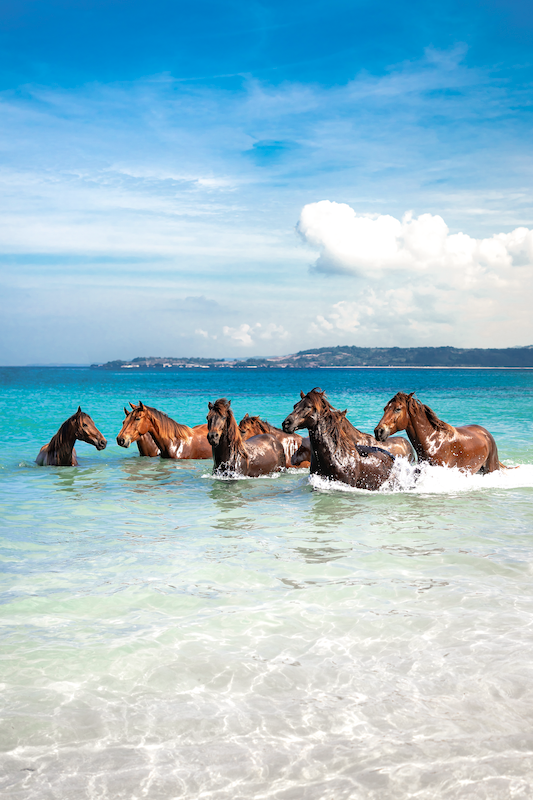 Horses in the Water 2