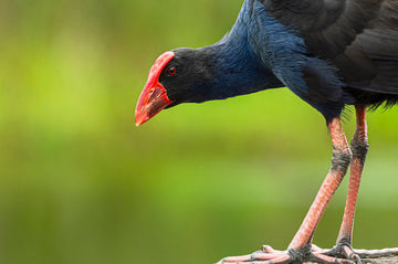 Australasian Swamp Hen - 1