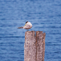 Juvenile Tern at Shorncliffe Pier