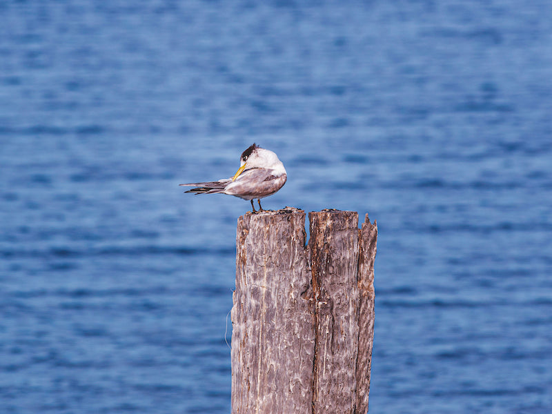 Juvenile Tern at Shorncliffe Pier