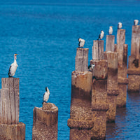 Group of Pied Cormorants