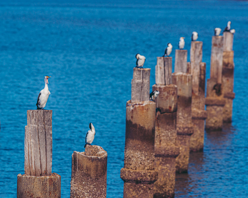 Group of Pied Cormorants