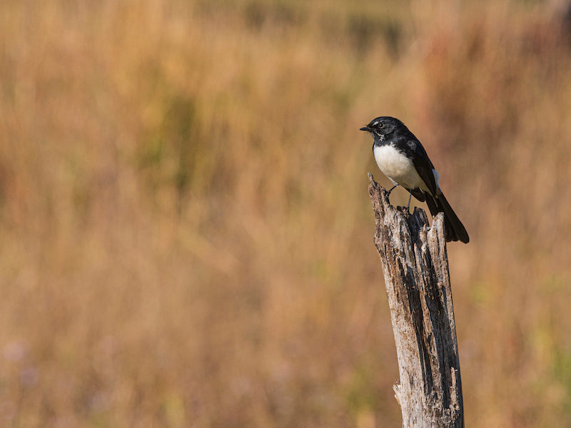 Charming Willy Wagtail in Regional Australia