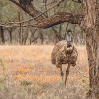 Emu