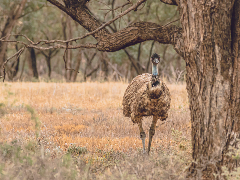 Emu