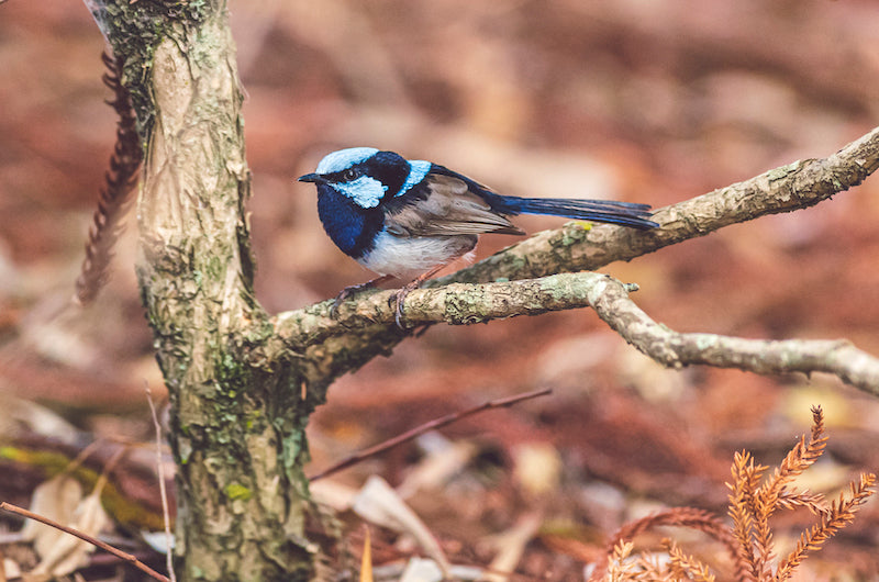 Male Superb Fairy Wren in Full Color