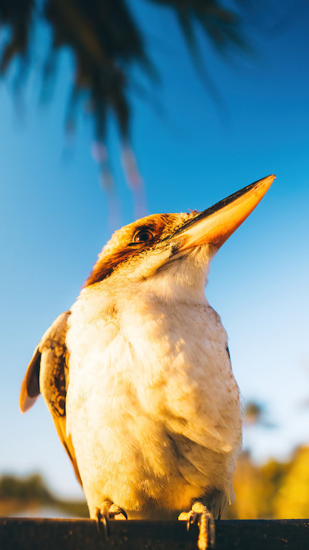 Kookaburra Golden Hour
