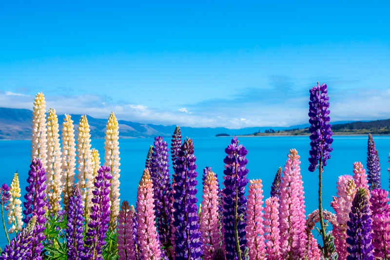 Lake Pukaki Lupins