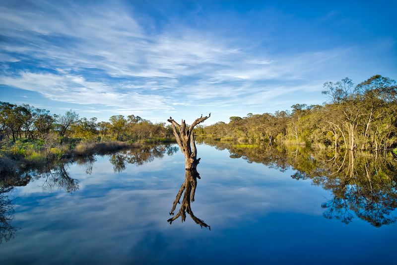 Lonely Tree - Riverland South Australia