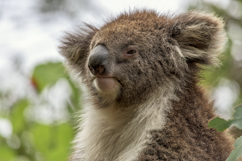 Majestic Koala