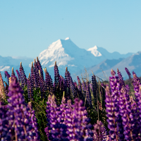 Mount Cook Lupins