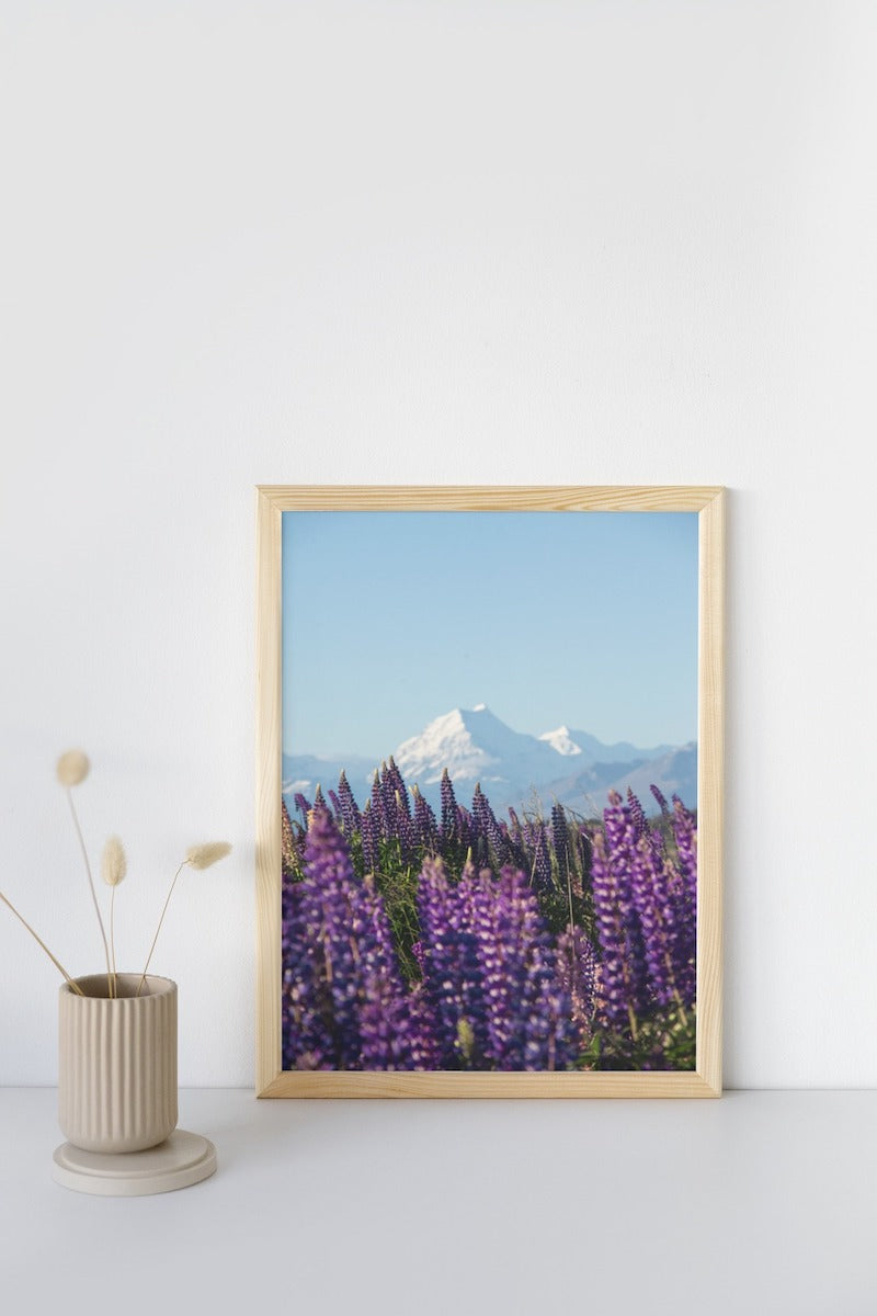 Mount Cook Lupins