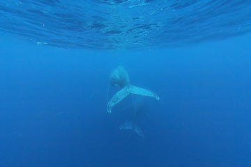 Mum and Calf - 1