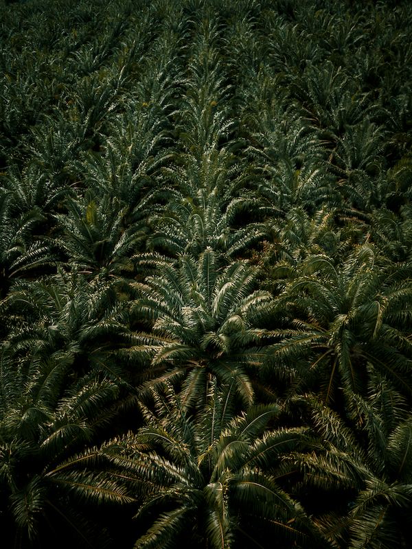 Palm Tree Fields 1