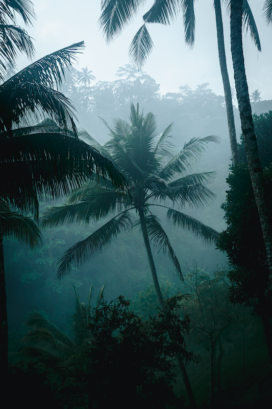 Palm Trees in the Mist 2