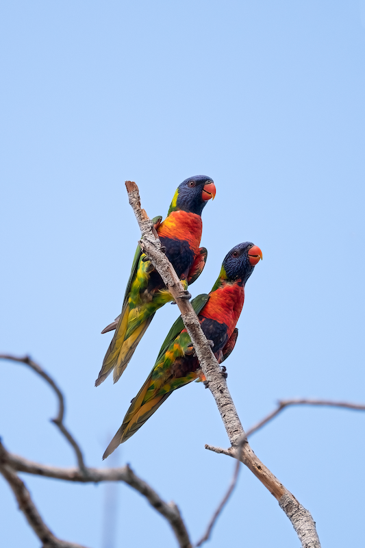 Parrots