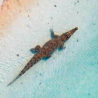 Salt Water Crocodile - 1