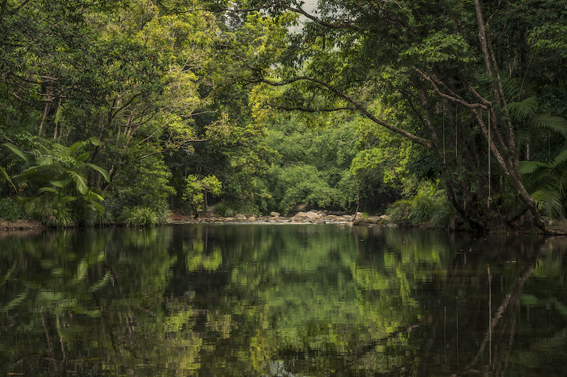 Shannonvale Creek - Far North Queensland