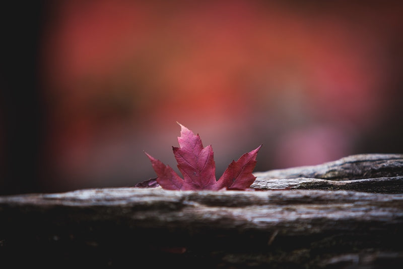 Stuck In Autumn | Walhalla, Victoria