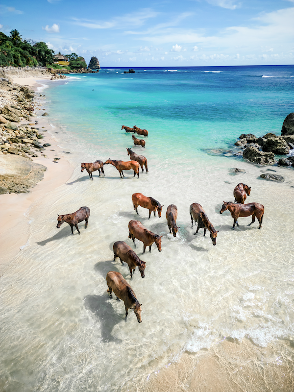 Swimming with Horses NIHI