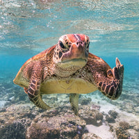 Terry the Turtle Flipping the Bird