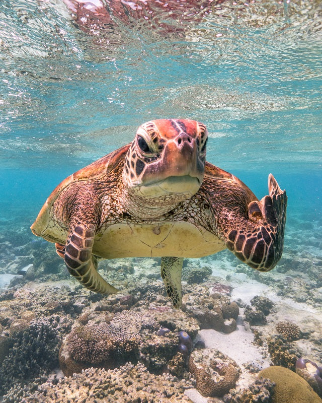 Terry the Turtle Flipping the Bird