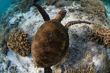 Turtle Over Coral