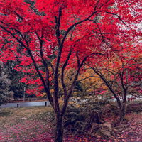 Vibrant Foliage