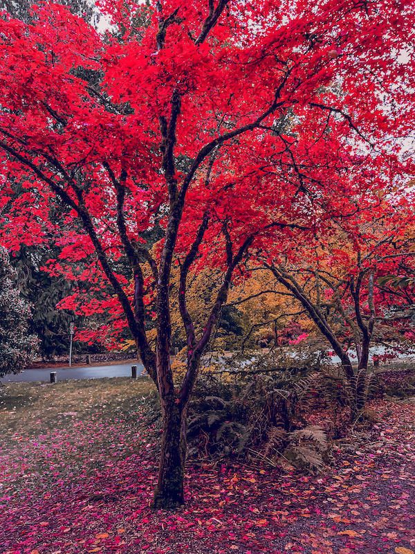 Vibrant Foliage