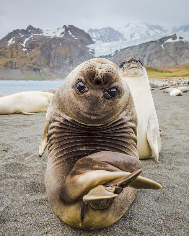 Elephant seal weaner, South Georgia Island - 1