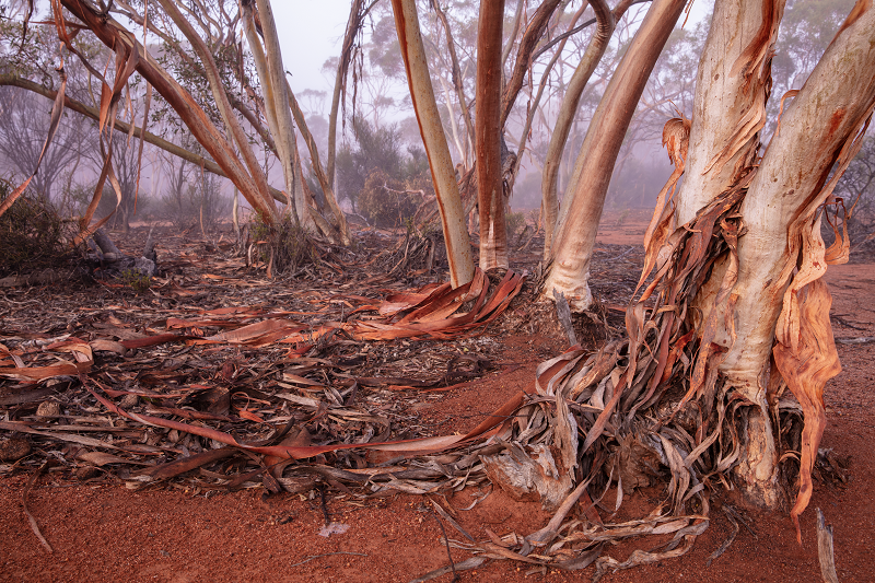 Western Woodlands