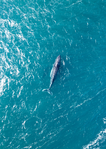 Whale and calf