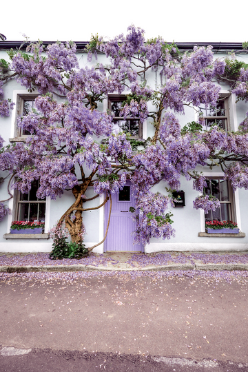 Wisteria House