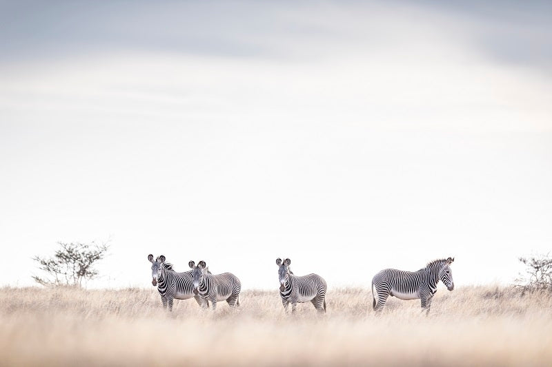 Grevy's Zebras - 1