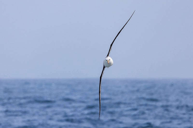 Black-browed Albatross - 1